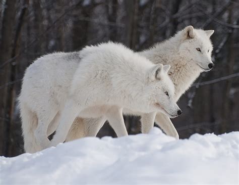 1920x1080px 1080p Free Download Snowy White Wolves Arctic Wolves