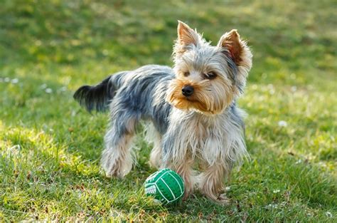 Top 10 Most Popular Dog Breeds To Steal Petguide