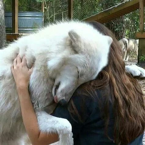 Amazing This Artic Wolf Loves His Human Kristen Volunteer At The
