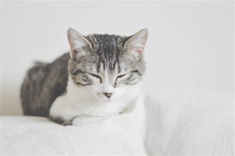 Are Short Haired Tabby Cats Hypoallergenic Molitank