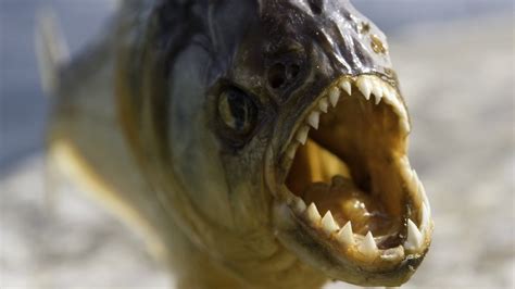 Jurassic Era Piranha Is Worlds Earliest Flesh Eating Fish Bbc News