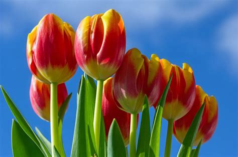Tải Hình Nền Hoa Tulip Rực Rỡ Tuyệt đẹp Về Máy Tính Tại Sao Không
