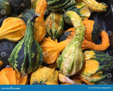 Small Gourds Of All Colors And Shapes Stock Photo Image Of Small