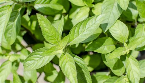 Traditionally used to improve urination. Wild Mint - Great Gourd Herbal Garden