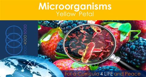 Microorganisms We Are Connected
