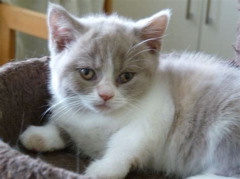They are quite docile and laid back. British Shorthair Kittens For Sale | Orpington, Kent ...