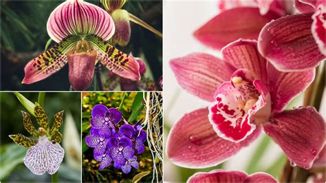 14 Different Types Of Orchids Definition Flowers And Facts Go Get