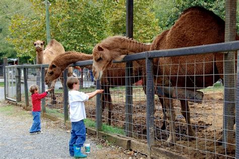 Book the perfect petting zoo find petting zoos. Smoky Mountain Deer Farm and Exotic Petting Zoo