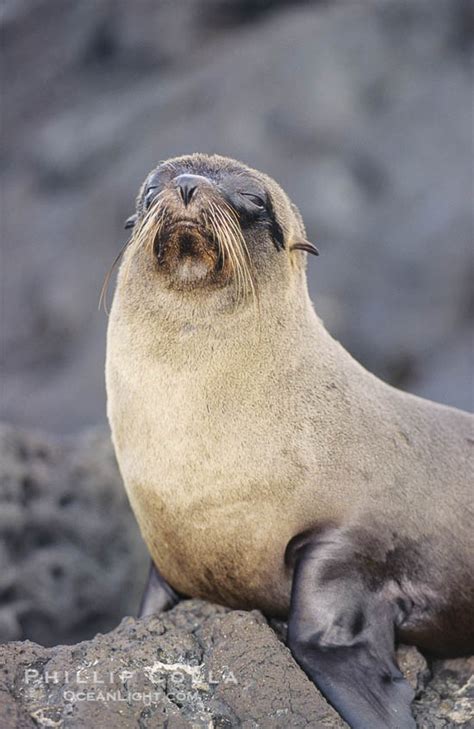 He has sold over 20 million records worldwide, with his first international hit song. Galapagos fur seal, Arctocephalus galapagoensis photo, James Island, Galapagos Islands, Ecuador