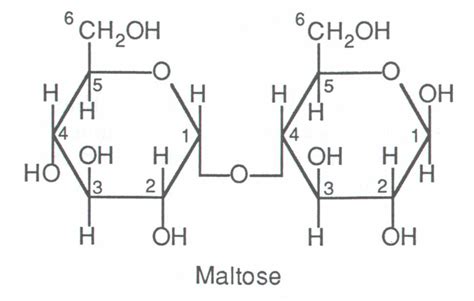 Maltose The Biochem Synapse