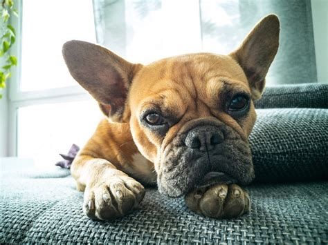 Dermatitis In French Bulldogs Everything You Need To Know French