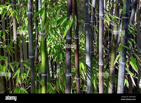 Tiges Et Feuilles De Bambou Vert Banque De Photographies Et Dimages