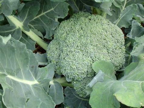 How To Grow Broccoli A Cool Season Vegetable Dengarden