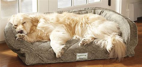 beds  dogs  love  snuggle modern dog magazine