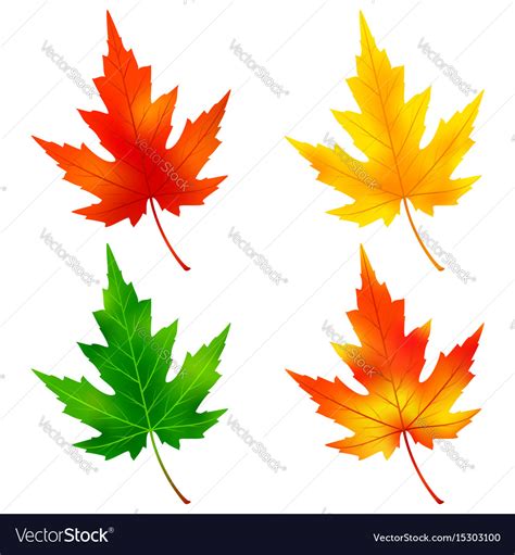 Set Of Colorful Maple Tree Leaf Royalty Free Vector Image