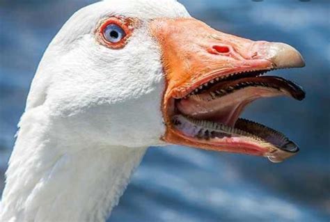 Geese Have Teeth Of Thier Tongues And Its Nightmare Fuel Natureismetal