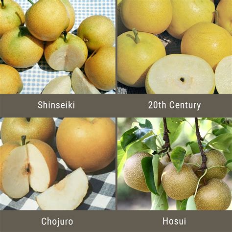 Citrus fruit salad trees grow different citrus fruits on the same tree. Asian Pears, 3 on 1 Multiple Grafted Fruit Tree (Semi ...