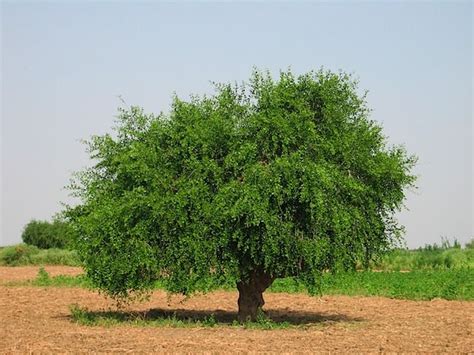 Mustard Tree Salvadora Persica From Parable Of The Mustard Seed