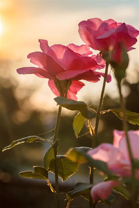 Pink Rose In The Autumn Sunset Rózsa Az őszi Napsütésben Pink Rose