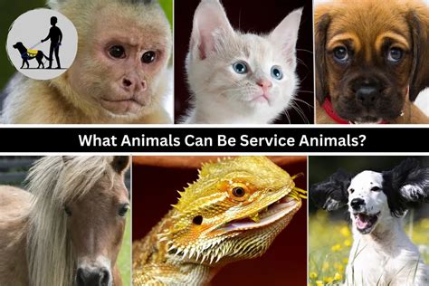 What Animals Can Be Service Animals The Service Dogs