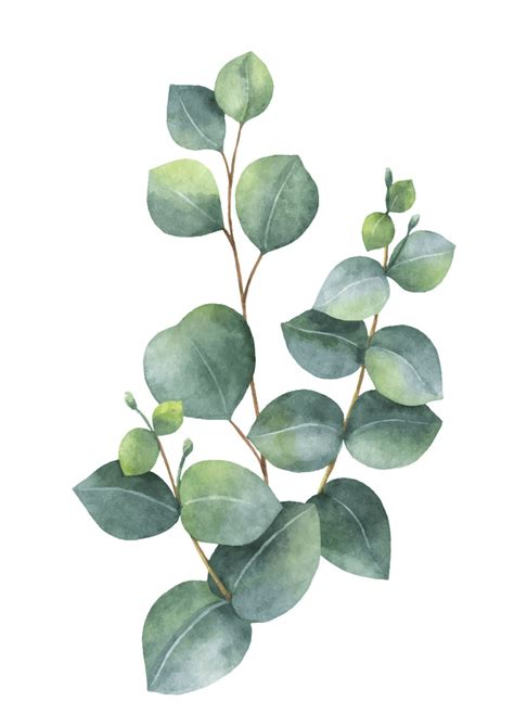 Eucalyptus Watercolor Clip Art