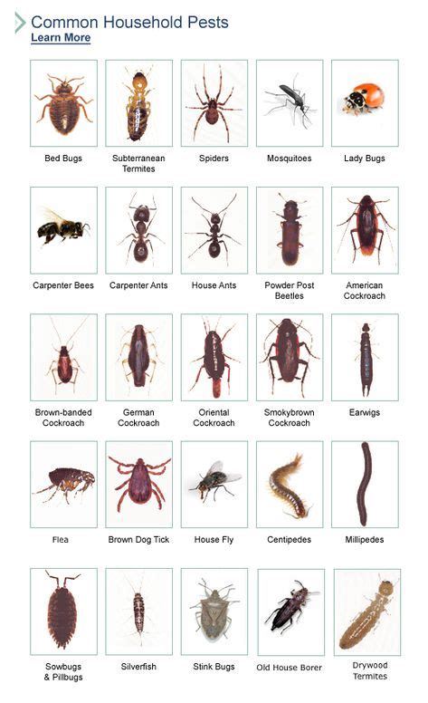 Bed Bug Identification Chart Bug Identification2 Bug Identification