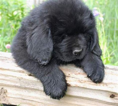 Black Newfoundland Puppy George At 7 Weeks Cute Puppies Dogs And