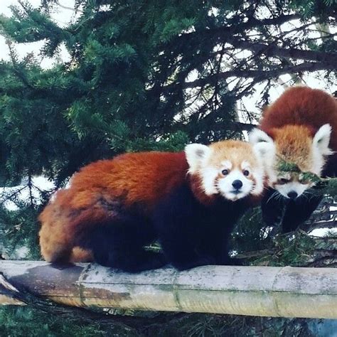 Red Panda Love Red Panda Panda Love Animals