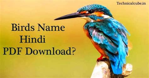 1000 Birds Name In Hindi And English Lists Pdf Download 2022