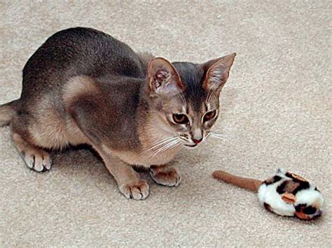 Blue Abyssinian Cat On The Carpet