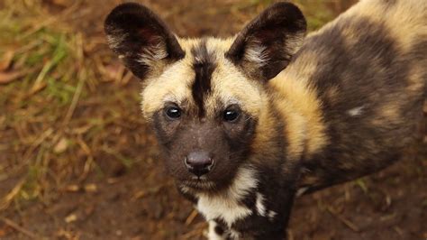 Puppy Alert 11 Adorable African Hunting Dog Puppies Born Youtube