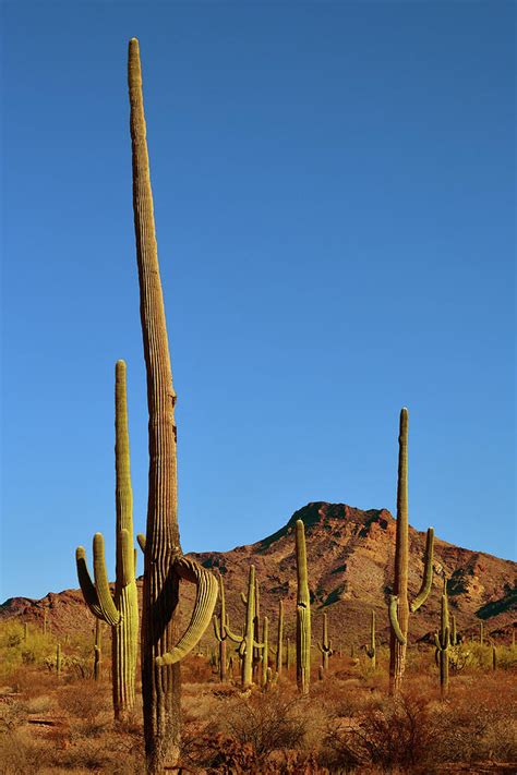 Towering Saguaro Cactus Photograph By Surjanto Suradji Pixels