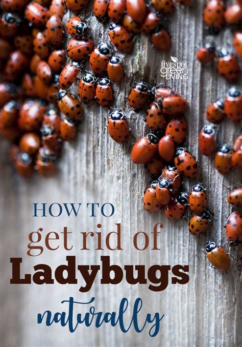 how to get rid of ladybugs naturally five spot green living