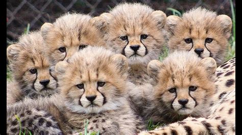 Cheetah Cubs Play Youtube
