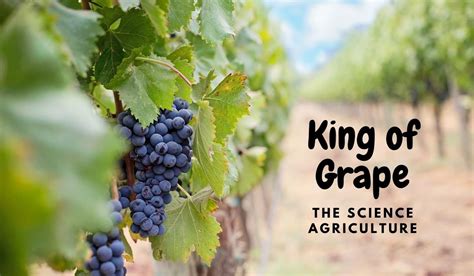 10 Worlds Biggest Grape Producing Countries The Science Agriculture