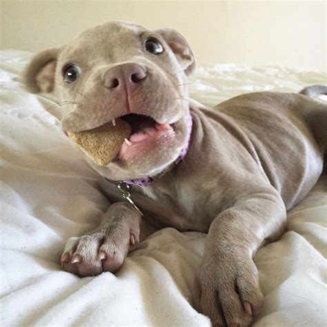 Cutest Pibble Ever Pitbull Terrier Puppies Pitbull Puppies