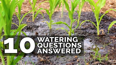10 Ways To Water Your Garden Better Youtube