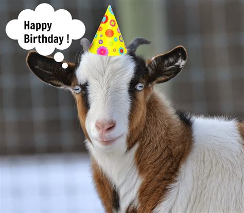 Funny Goat Birthday From One Old Goat To Another Funny Birthday Card