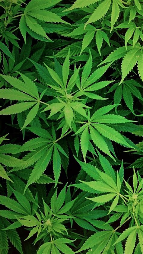 Maybe you would like to learn more about one of these? Marijuana Wallpapers for Cell Phones - WallpaperSafari