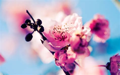 Download and use 10,000+ cherry blossom stock photos for free. 22+ Cherry Blossom Backgrounds, Wallpapers, Images ...