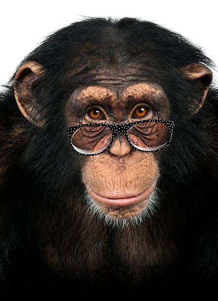 Royalty Free Monkey Wearing Glasses Pictures Images And Stock Photos