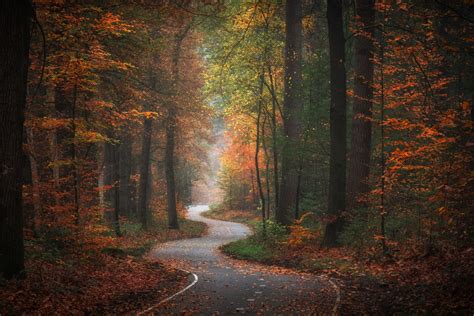 Golden Autumn In The Netherlands Forest Road Autumn Forest Foggy Forest