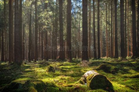 Colorful Summer Pine Forest Stock Image Image Of Germany Natural