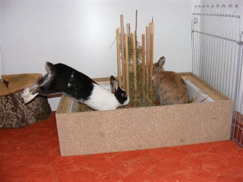Da kaninchen sich nur im rudel wohlfühlen, sollten immer zwei tiere gekauft werden. Kaninchen INFO - Wohnungsgehege