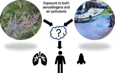 Interactive Effects Of Allergens And Air Pollution On Respiratory