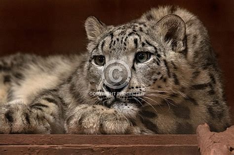Young Snow Leopard Lying Down Eyes Open Wildlife Reference Photos For