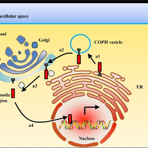 Er Membrane Bound Proteins Are Translocated Into The Nucleus Directly