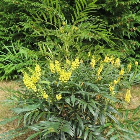 Mahonia Confusa Arbusto De Flores Amarillas Comprar Planta De Verano