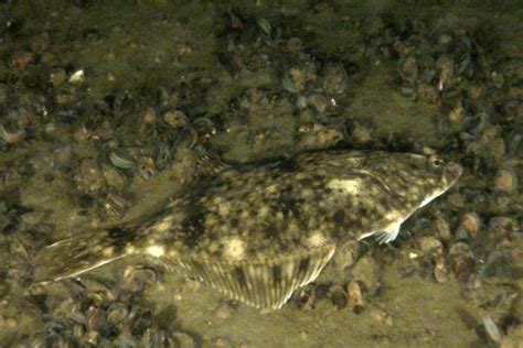 Camouflaged Eur Flounder © Oceana