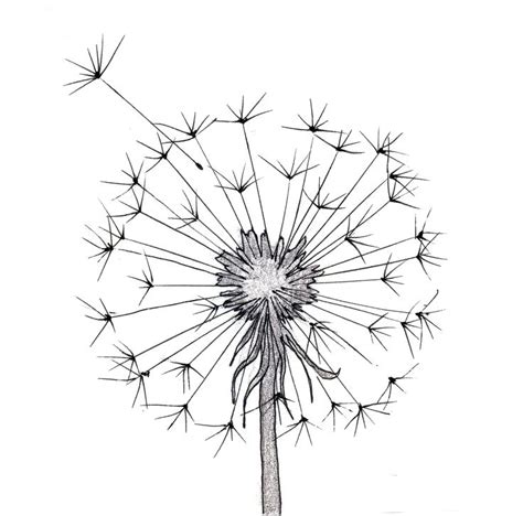 Dandilion Drawing At Getdrawings Free Download